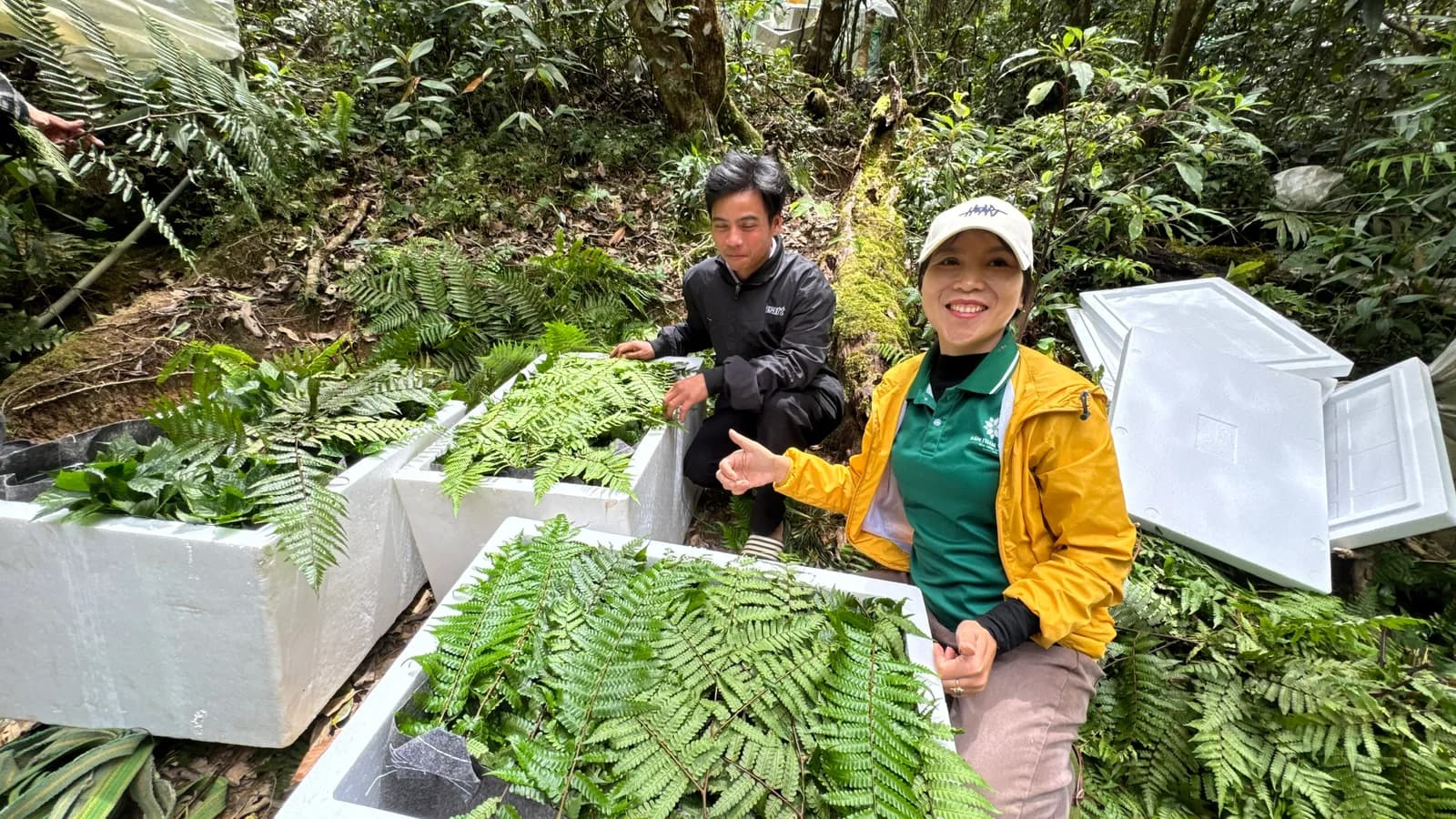Người của Sâm Tuấn Ngân bên các thùng cây sâm giống chuẩn bị cấp cho bà con